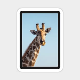 Giraffe portrait, Etosha National Park, Namibia Magnet