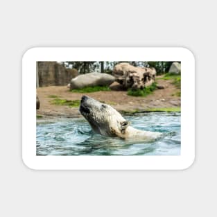 Head of Polar bear above water Magnet