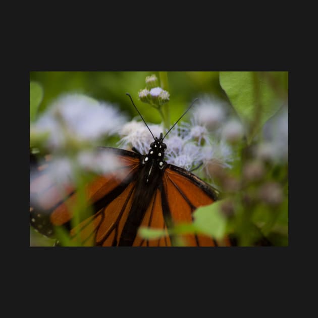 Butterfly Garden by Jacquelie