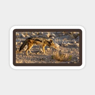 Black backed Jackal. Magnet