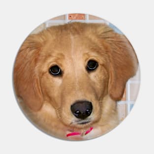 Adorable Golden Retriever Puppy Pin