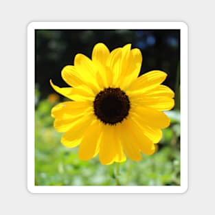 Carolina Sunflower Magnet