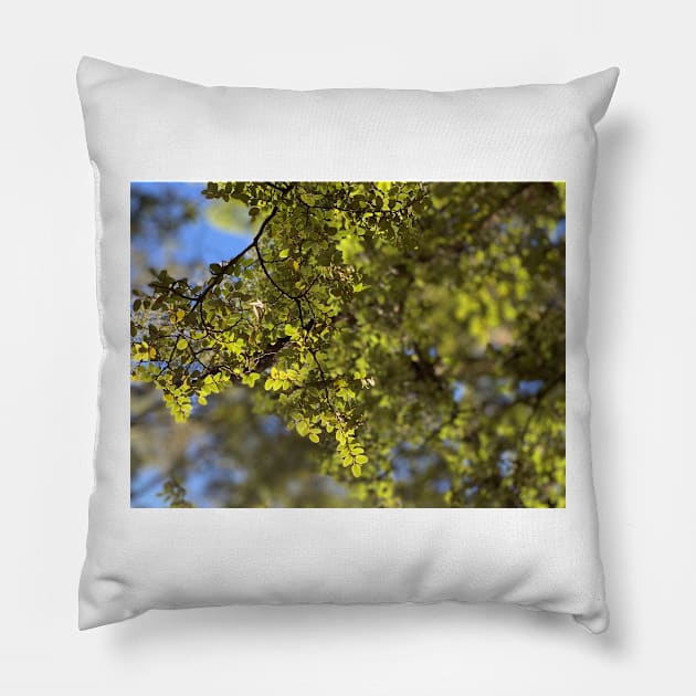 Beech Pillow by TerraDumont