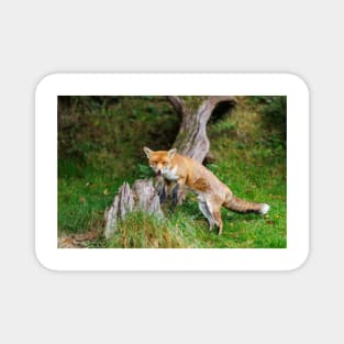 Fox (Vulpes vulpes), a British native mammal Magnet