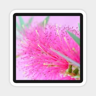 Pink Flower Macro Shot Magnet