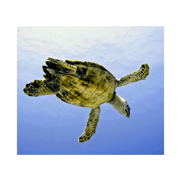 Caribbean Hawksbill Sea Turtle at Play by Scubagirlamy