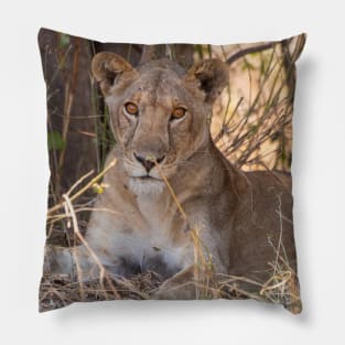 Lioness in the shade Pillow