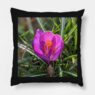 Orange and Purple Flower in the Sun Pillow