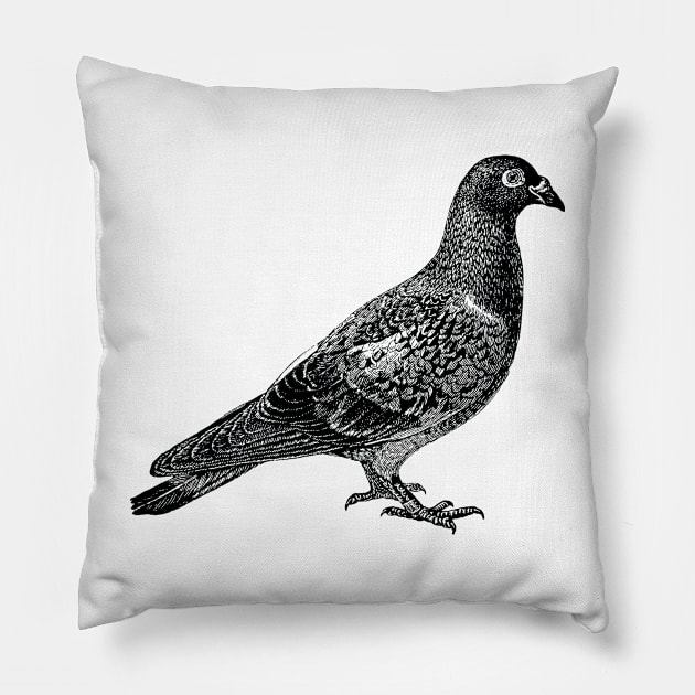 Pigeon in black Pillow by winterwinter