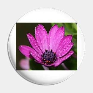 Purple Daisy. Pin