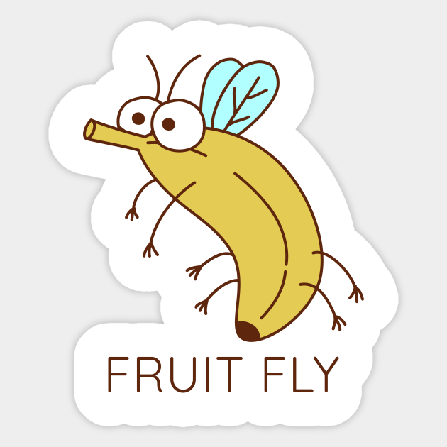 Fruit Fly Insect Banana - Fruit Fly - Sticker | TeePublic Fruit Fly Insect Banana - Fruit Fly - Sticker | TeePublic