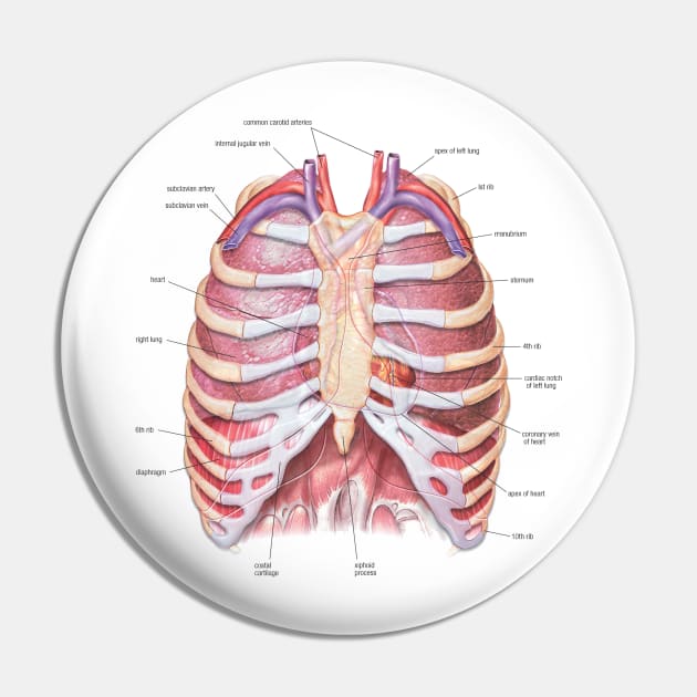 Chest Anatomy - Human Body Pin by Bugsponge