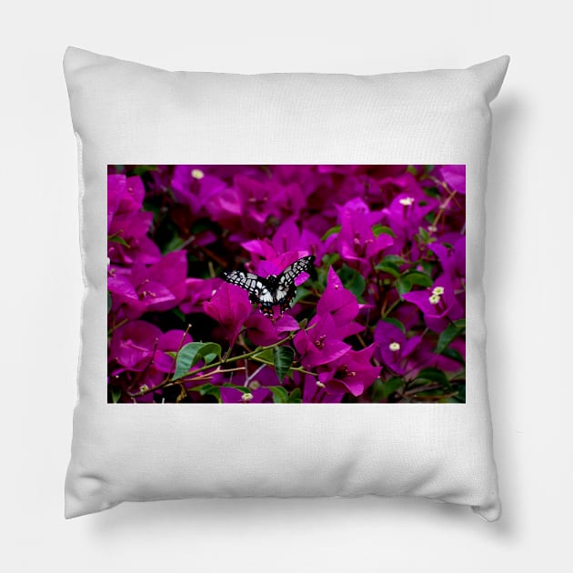 Dingy Swallowtail Pillow by GP1746