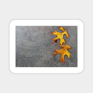 Oak leaves on stone background. Magnet