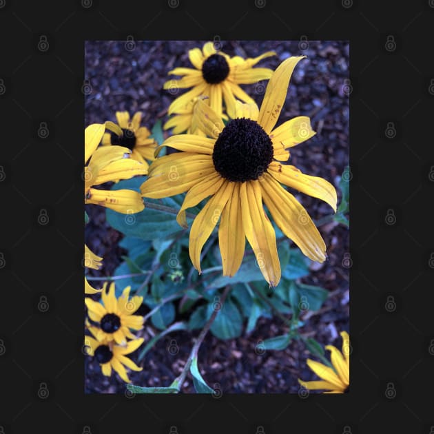 Black Eyed Susans by Ric1926