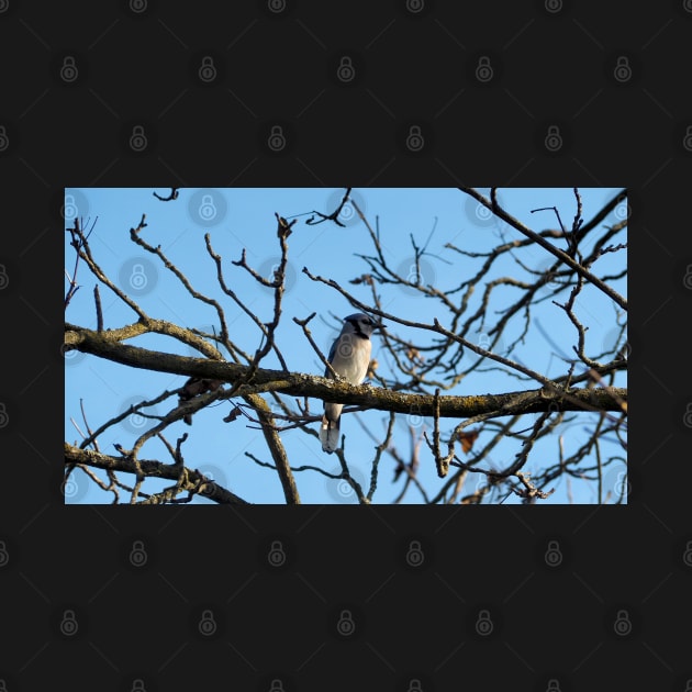 A Blue Jay Perched On a Tree Branch by BackyardBirder