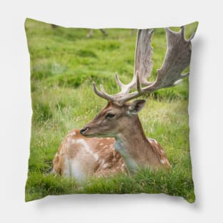 Fallow Deer Pillow