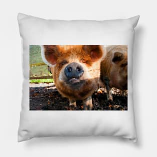 New Zealand Kunekune Pig Pillow