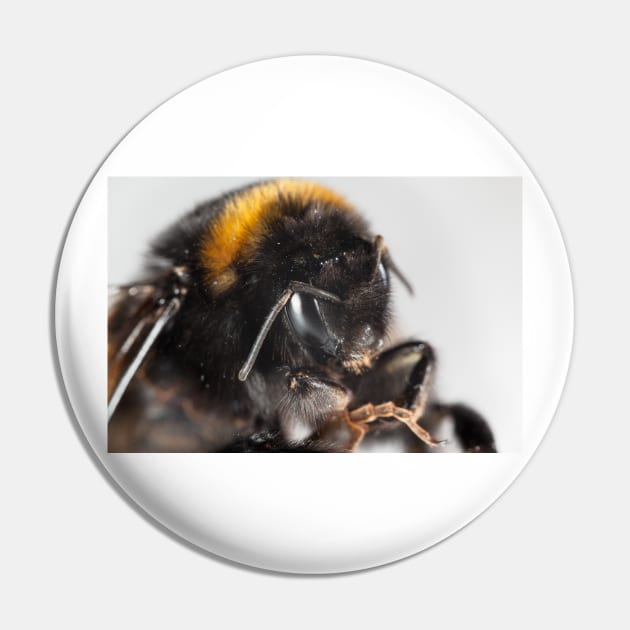 Bumble bee close-up Pin by GrahamPrentice