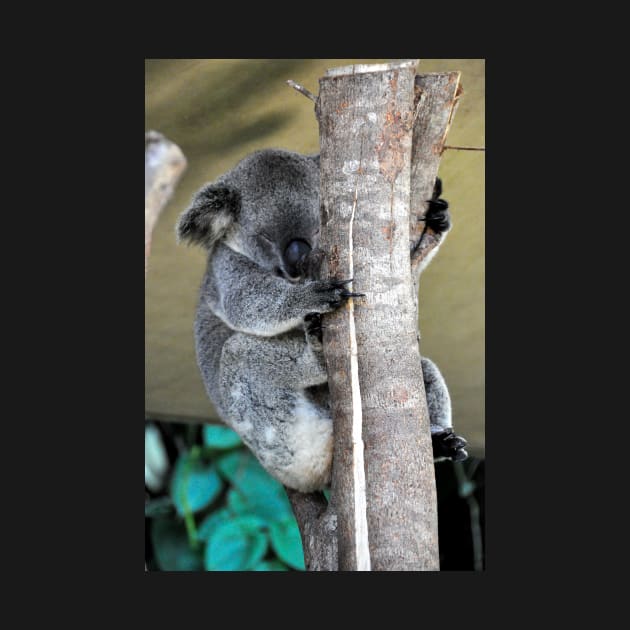 Australie - Cairns, Kuranda by franck380