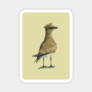 Black-winged pratincole Magnet