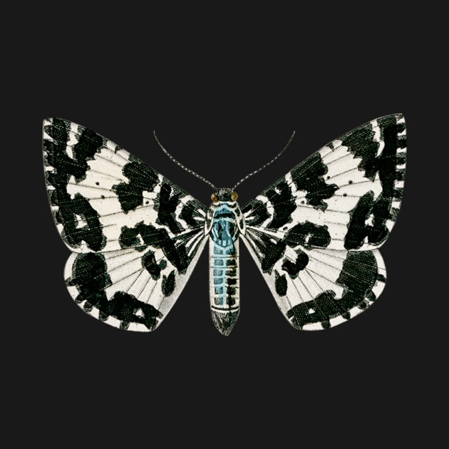 Melanippe hastaria, Argent and sable moth by gdimido