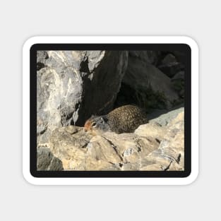 Ground Squirrel Magnet