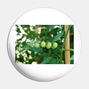 Green Tomatoes on the Vine Pin