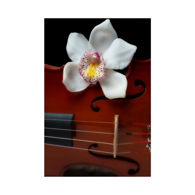 White Orchid On Violin by photogarry