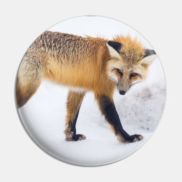 red-fox -Wildlife Lovers Pin by BenHQ