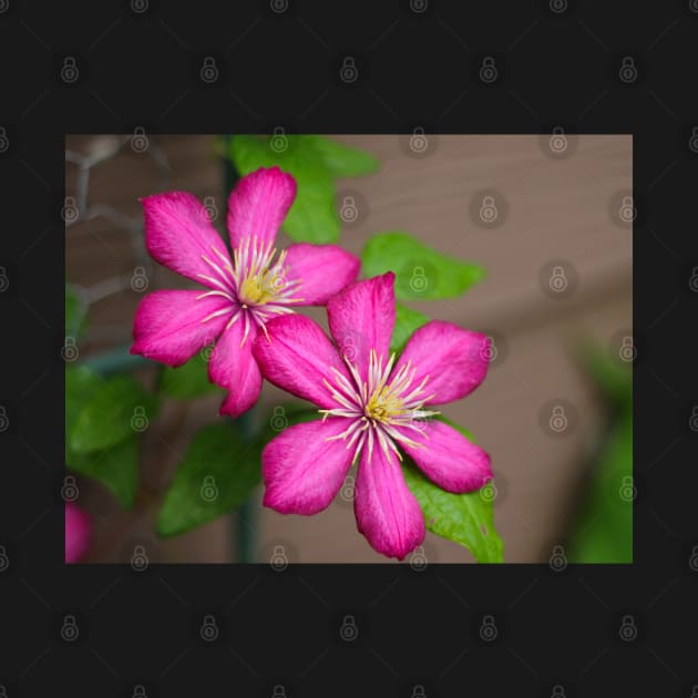 Pink clematis by MistyLakeArt