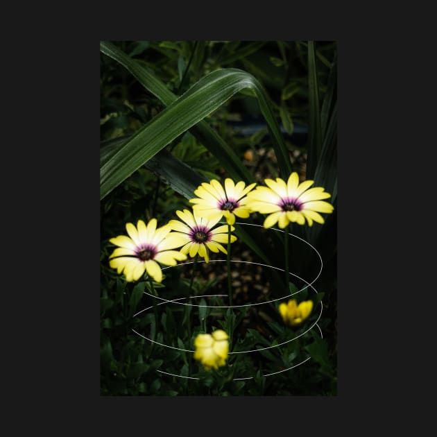 Yellow Cape Marguerite Daisy Geometric by Robtography