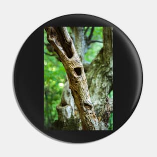 Dead tree in a young forest Pin