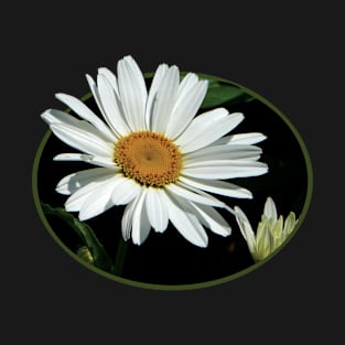 Daisies - One White Daisy T-Shirt