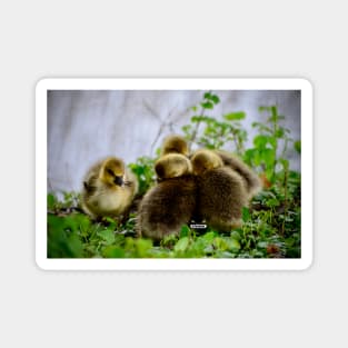 Chick Siblings / Swiss Artwork Photography Magnet