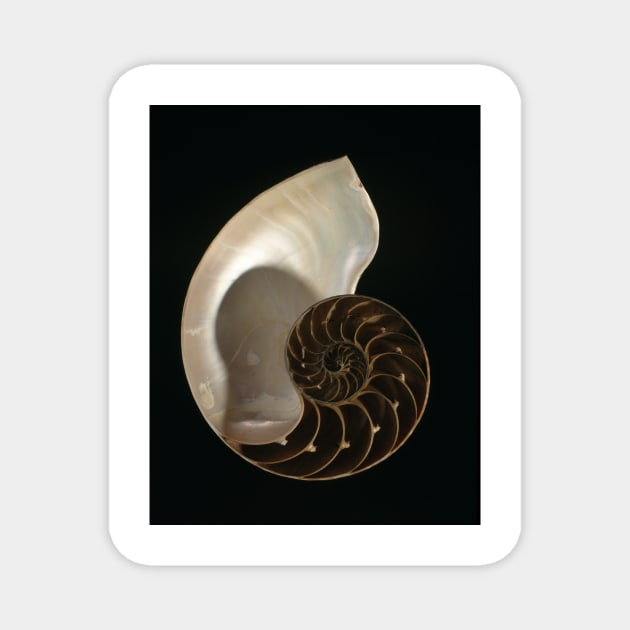 Common nautilus (C022/7617) Magnet by SciencePhoto