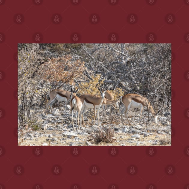 Namibia. Etosha National Park. Springboks. by vadim19