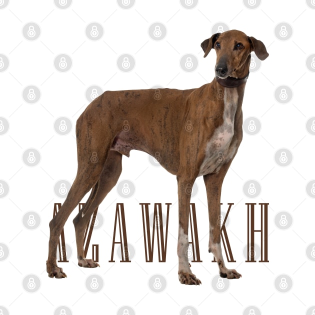 Azawakh Sighthound by Nartissima