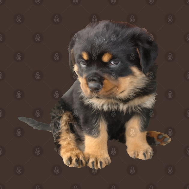 Rottweiler Puppy With Cute Expression Cut Out by taiche