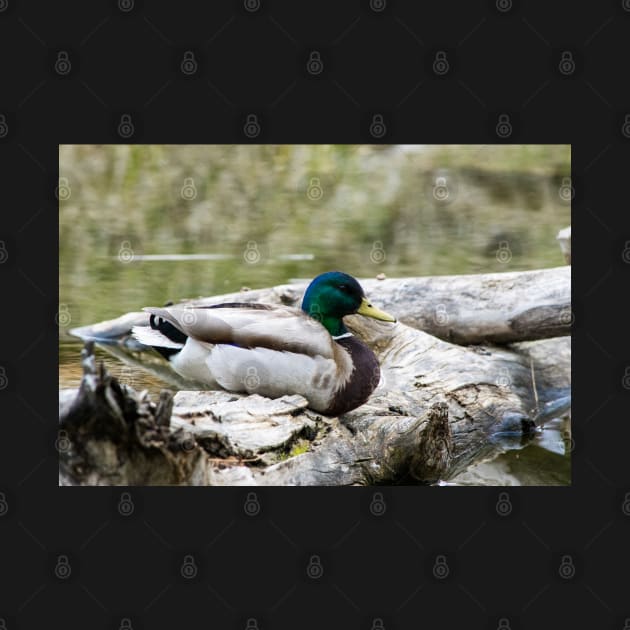 Mallard duck on a log by CanadianWild418