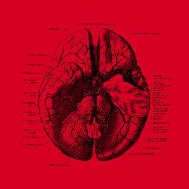 Human Brain Diagram - Anatomy by Vintage Anatomy Prints