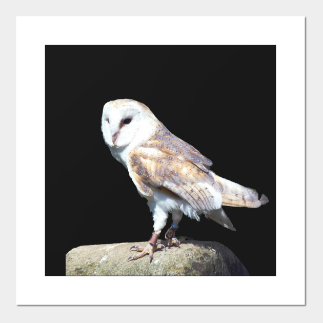 Barn Owl On A Rock Barn Owl Posters And Art Prints Teepublic Uk