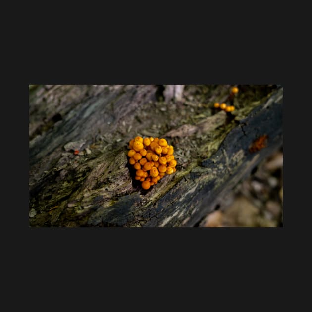 Mushroom growing in the wild jigsaw puzzle by Baraka Designs