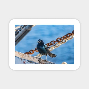 Fishing Bird on a fishing boat Magnet