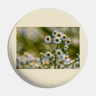 English Wild Flowers - Chamomile Pin