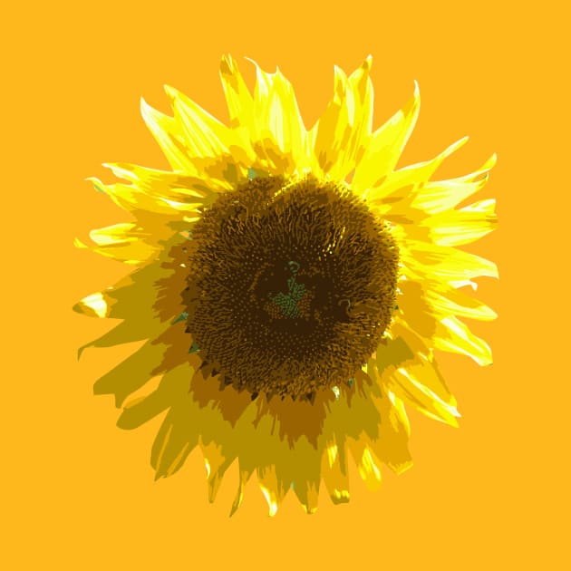 Sunflower by hobrath