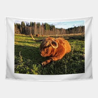 Scottish Highland Cattle Cow 2148 Tapestry