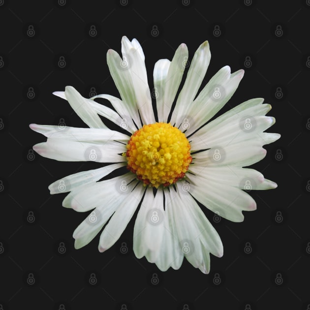 white daisy flower, blooming daisy, blooms, flowers, daisies by rh_naturestyles