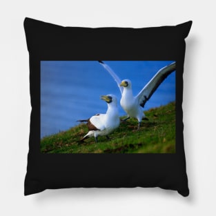 Gannets on Norfolk Island Pillow