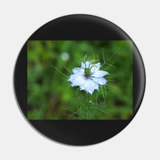 Love-in-a-Mist flower with dew drops Pin